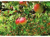 Fruit Tree Pest