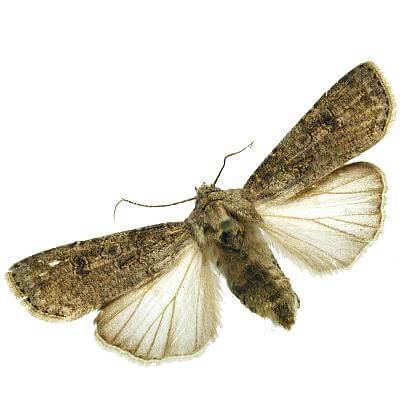 Sex Pheromone Lure for Agrotis Segetum Insect Attractant for Turnip Moth