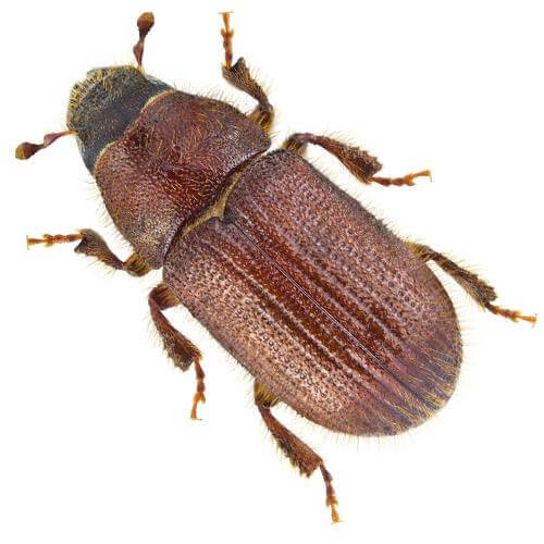 Insect Attract for Dendroctonus Micans/great Spruce Bark Beetle