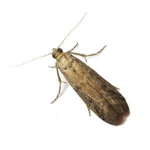 Sex Pheromone Lure for Ephestia Elutella Insect Attractant for Warehouse Moth