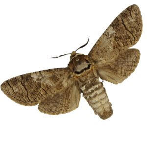 Sex Pheromone Lure for Cossus Cossus Insect Attractant for Goat Moth