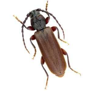 Sex Pheromone Lure forTetropium Fuscum Insect Attractant for Spruce Longhorn Beetle