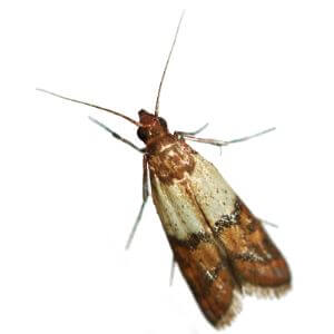 Sex Pheromone Lure for Ephestia/Plodia Spp.Insect Attractant for Plodia Moth